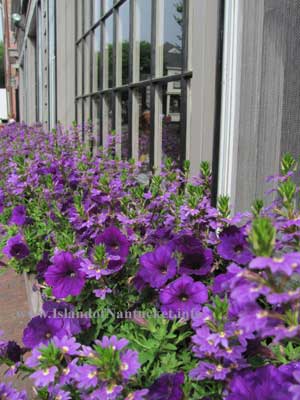 Nantucket Town