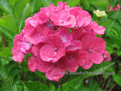 Nantucket Hydrangea